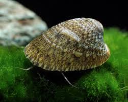 Snail Abalone