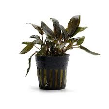 Cryptocoryne wendtii 'Indonesia'