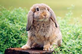 Rabbit Mini Lop Ear