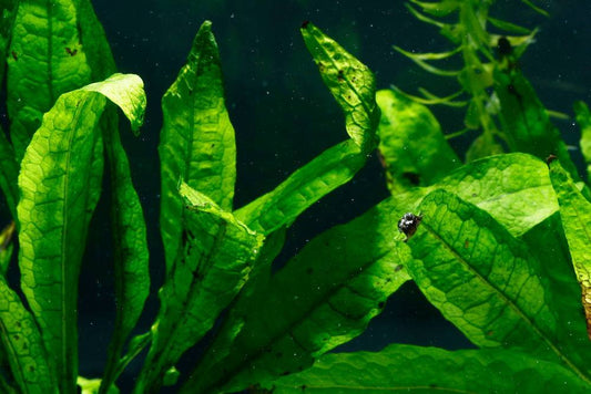 Java Fern