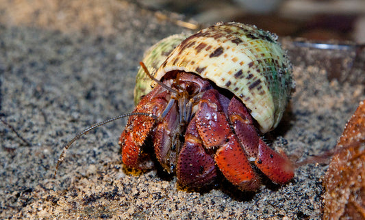 Hermit Crab (small)