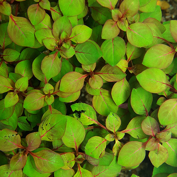 Ludwigia  (LOCAL)