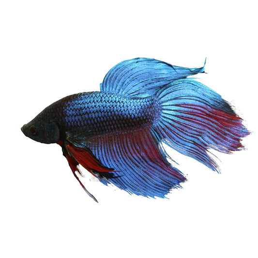 Betta Fish (Male) - Veiltail