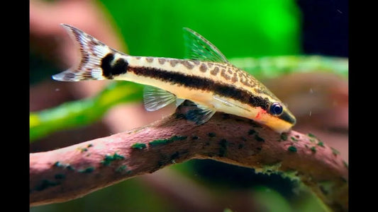 Otocinclus Catfish