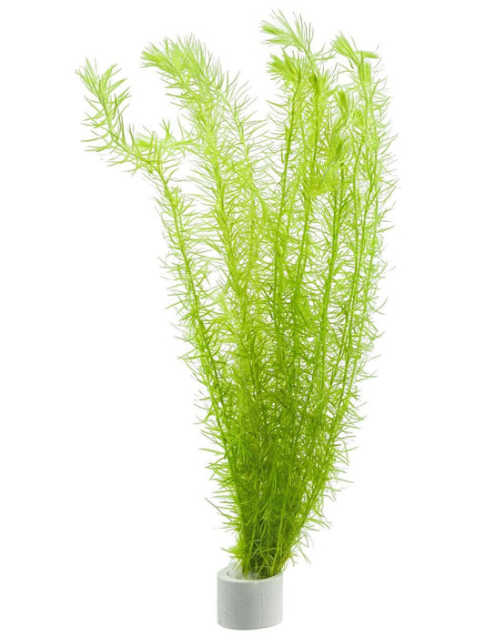 Mayaca Fluviatilis
