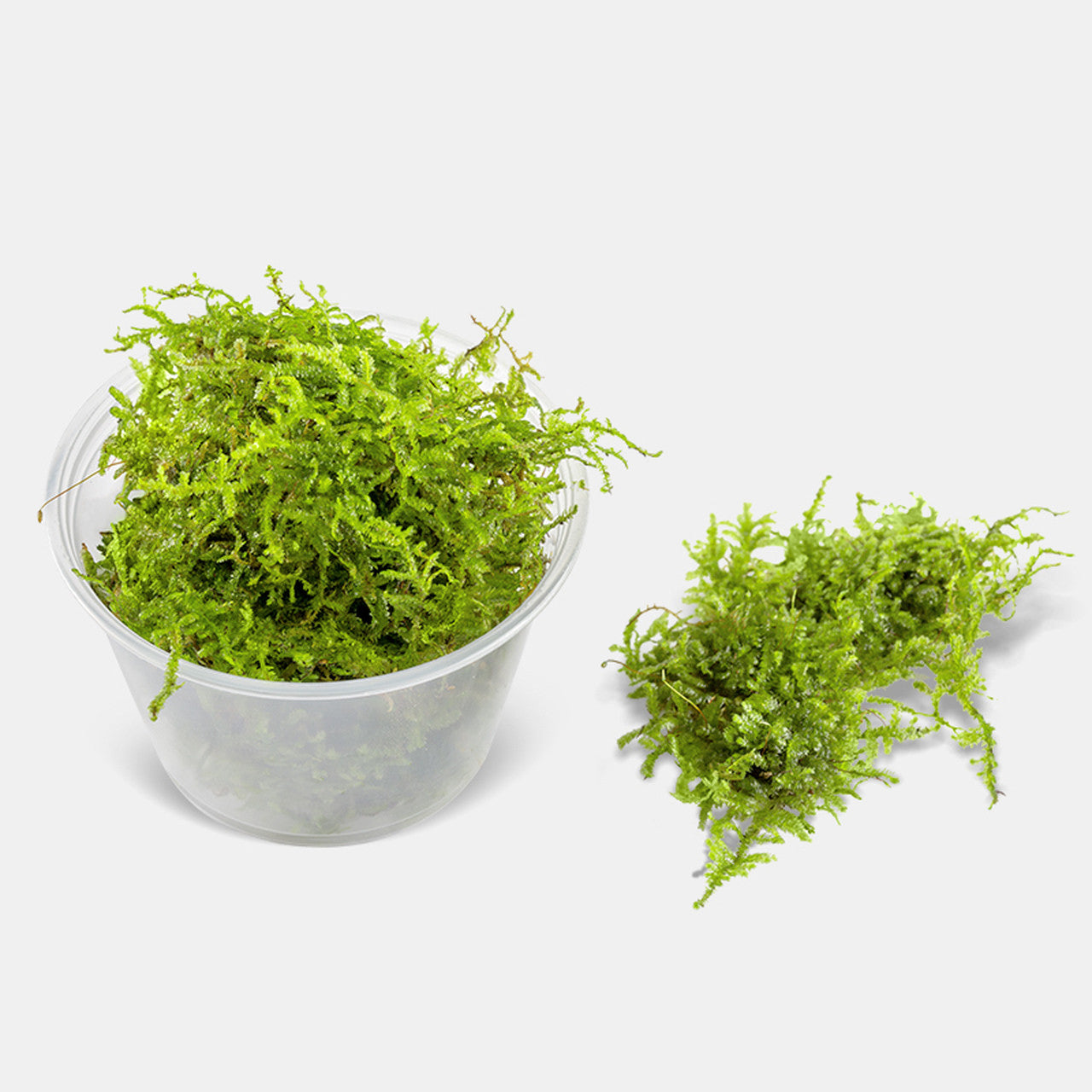 Assorted Moss (Live)