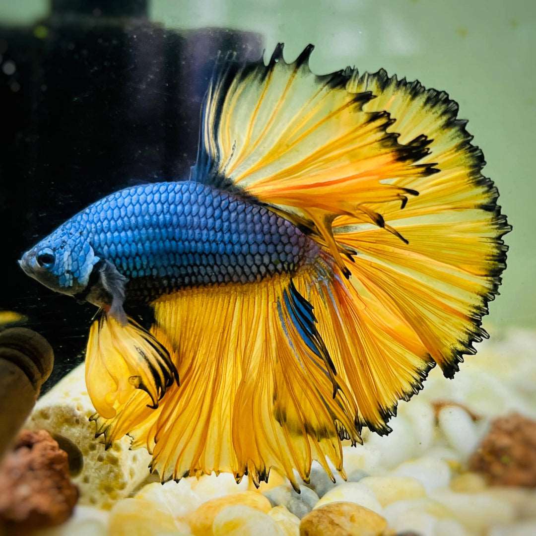 Blue Mustard Betta (Splendens)- Male