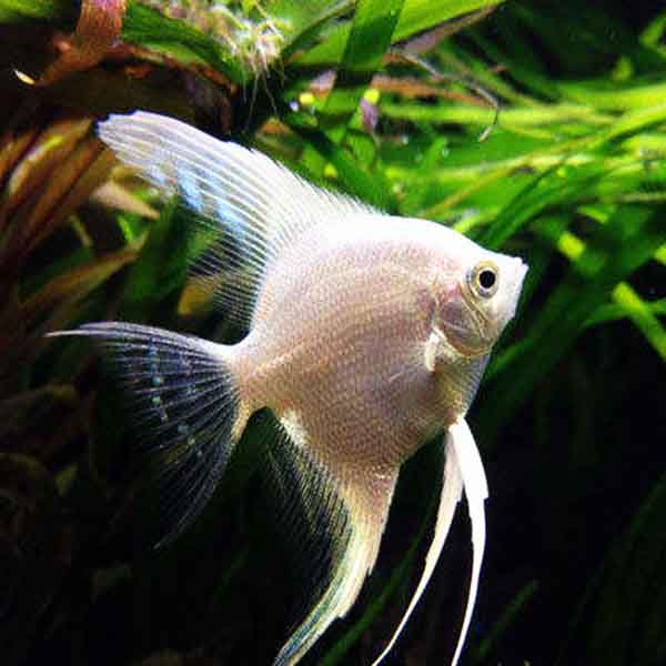 Platinum Angel Fish