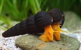 Rabbit Snail-Orange