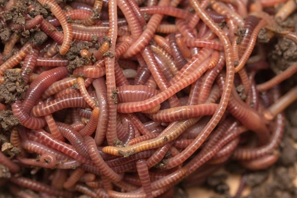 Red Wigglers - 24pk