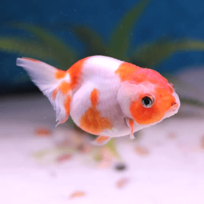 Lionhead Goldfish