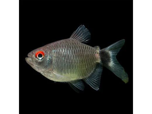 Red Eye Tetra - Balloon