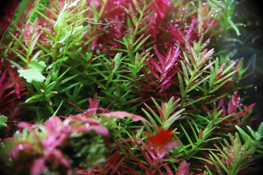 Rotala (LOCAL)