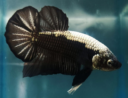 Samurai Betta- Male