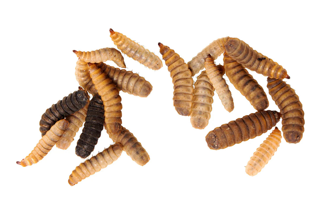 Soldier Fly Larvae