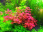 Ludwigia  (LOCAL)