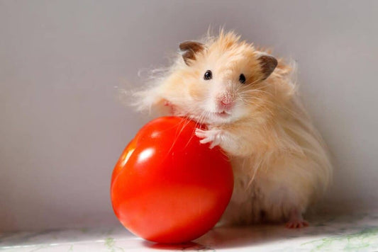 Hamster Bear