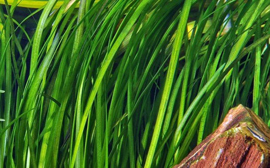 Vallisneria - Spiralis