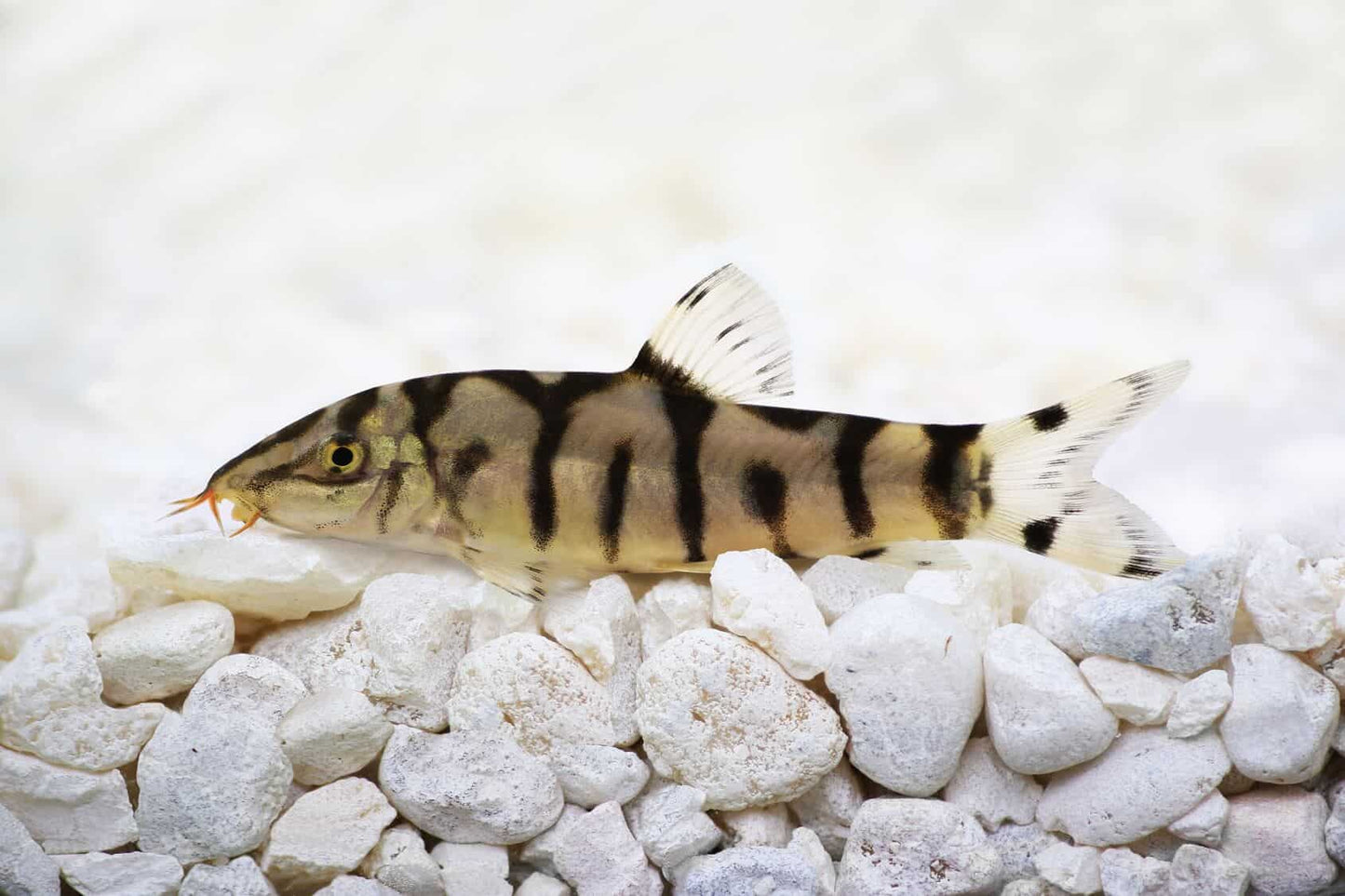 Dwarf YOYO loaches