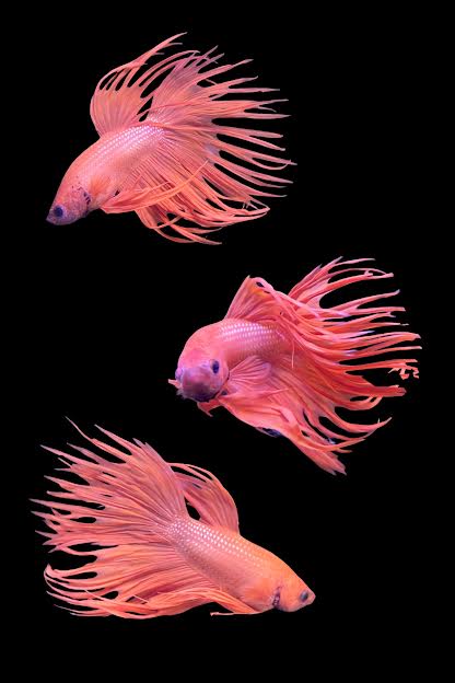A collage of a stunning orange male Crowntail Betta.