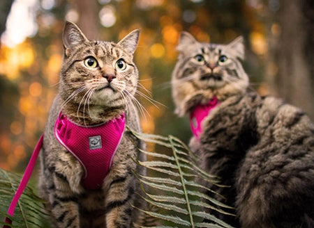 RC Pets - Adventure Kitty Harness w/ Lead Raspberry