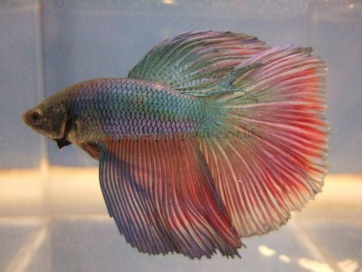 Betta, Halfmoon - Male