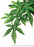 Exo Terra Jungle Plant, Silk, small - "Abutilon"