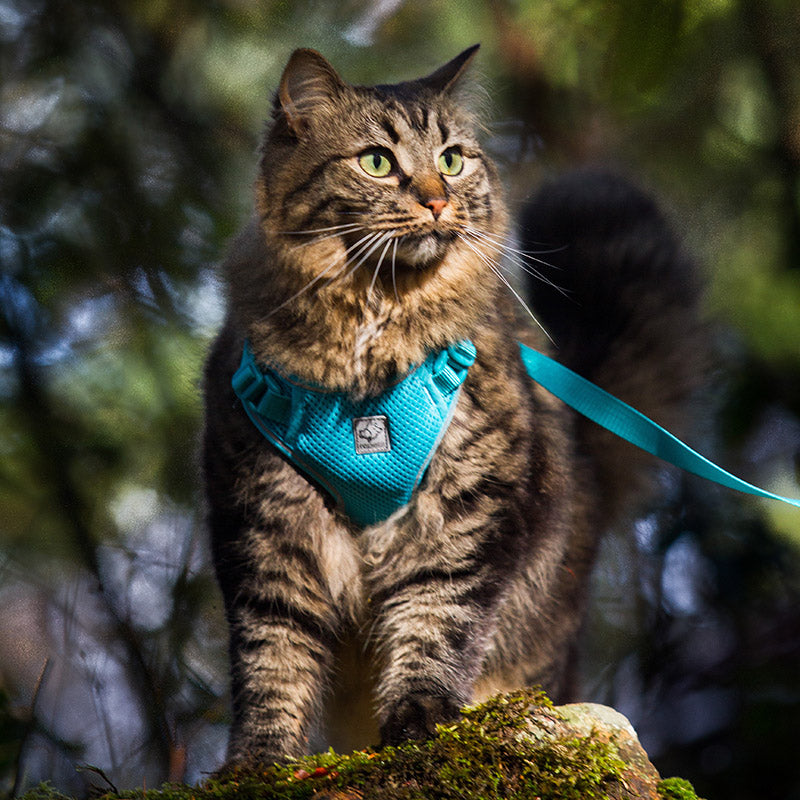 RC Pets - Adventure Kitty Harness w/ Lead Teal