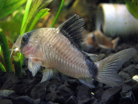 Photo of a Bandit Corydora by Gonzalo Valenzuela - originally posted to Flickr as Acuario, CC BY-SA 2.0, https://commons.wikimedia.org/w/index.php?curid=8221133