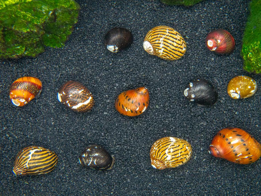 Assorted Nerite Snail