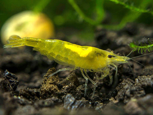 Yellow Fire Shrimp