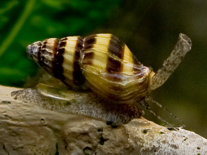 Photo of an Assassin Snail by RSX - cropped from the File:Anentome Helena 2010.jpg. (Cropped by User:Snek01)., CC BY-SA 3.0, for Wikipedia (English).