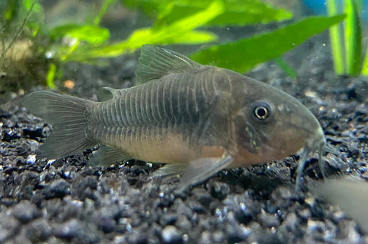 Bronze Corydora Catfish