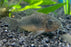 Bronze Corydora Catfish