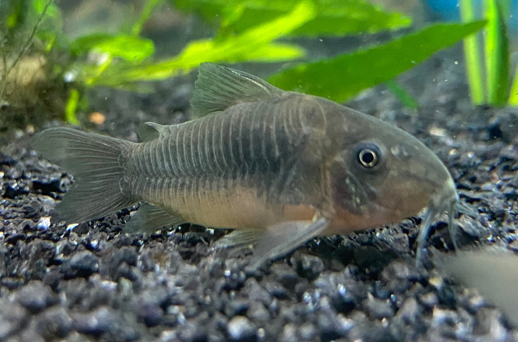 Bronze Corydora Catfish