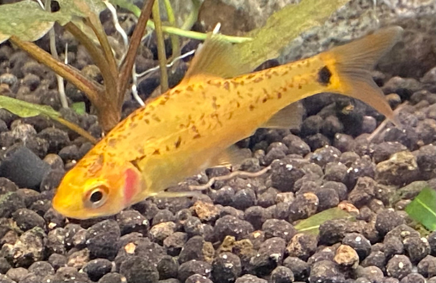 A young Gold Barb with a small amount of black speckles.