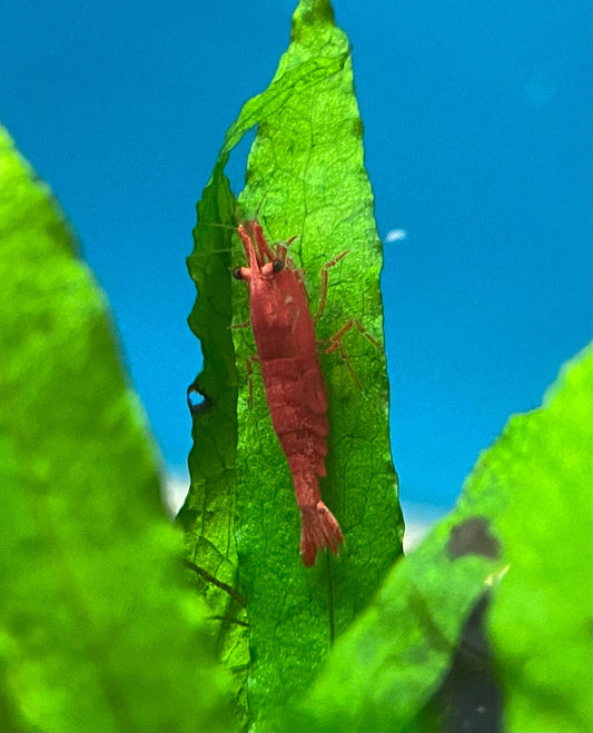 Cherry Shrimp