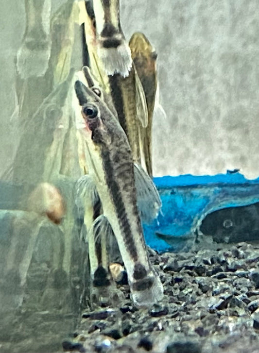 Side profile of an "Oto" catfish. The Oto is attached to the glass wall using it's mouth. 