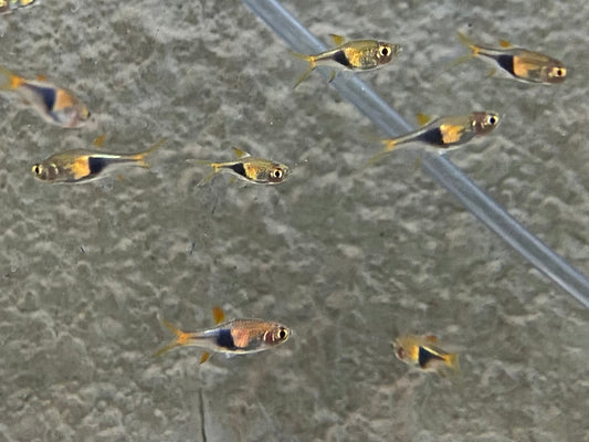 A group of Harlequin Rasbora.