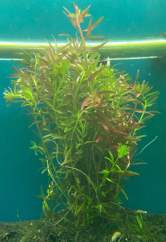 Rotala (LOCAL)