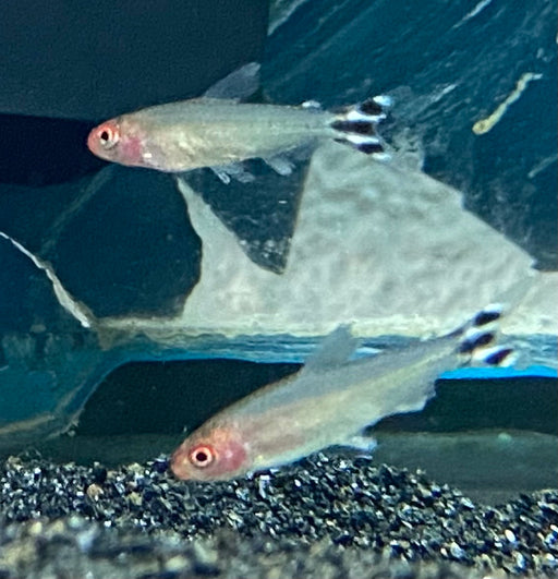 Rummynose Tetra