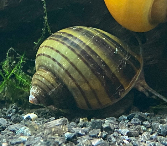 Apple Snail Assorted