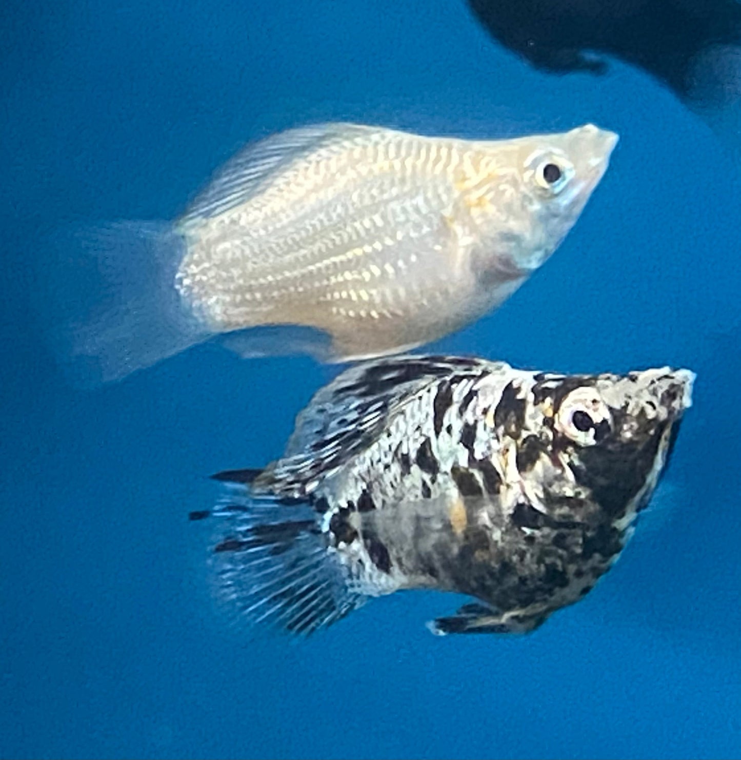 Two Balloon Mollies facing right. The one on top is a Pearl Ballon Molly; the one below is a Dalmatian Balloon Molly.