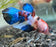 A young male Koi Betta facing right. He is focused on a small snail (out of frame).