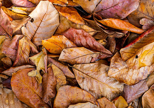 JRP Almond Leaf Litter