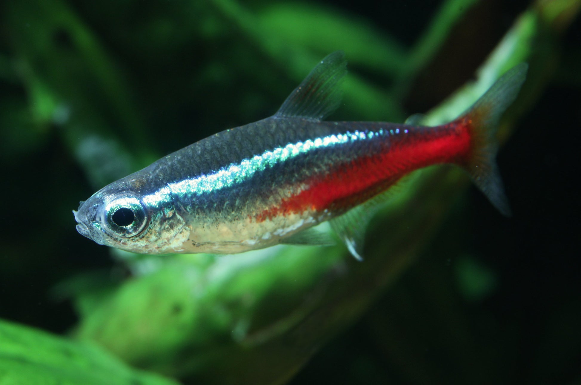    Picture of a Neon Tetra by Holger Krisp - Own work, CC BY 3.0, https://commons.wikimedia.org/w/index.php?curid=26431525