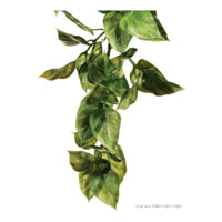 Exo Terra Jungle Plant - Amapallo - Small