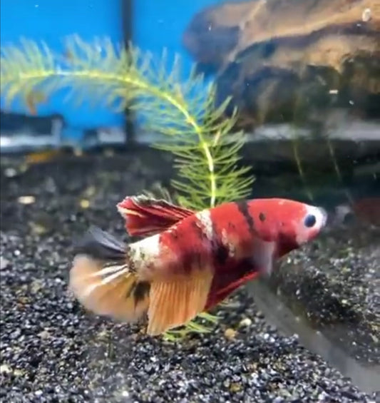 Betta, Koi - Male