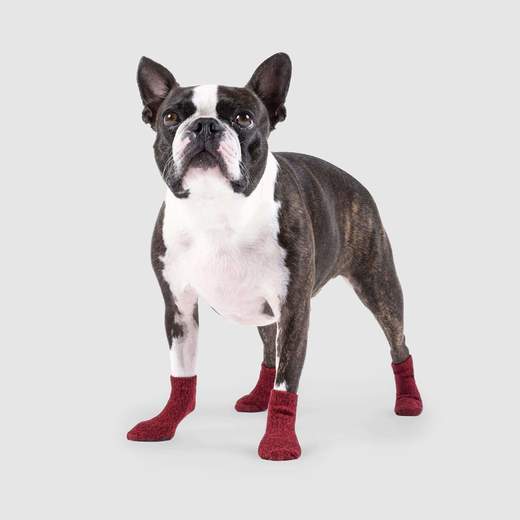 Canada Pooch - The Basic Sock Red