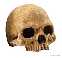 Exo Terra Decor - Primate Skull
